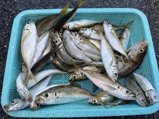 勝浦周辺（堤防）アジ釣れました‼︎