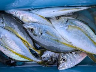 勝浦周辺（堤防）シマアジ大漁🐟