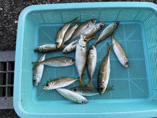 店頭でお聞きください（堤防）アジングの釣果です‼️